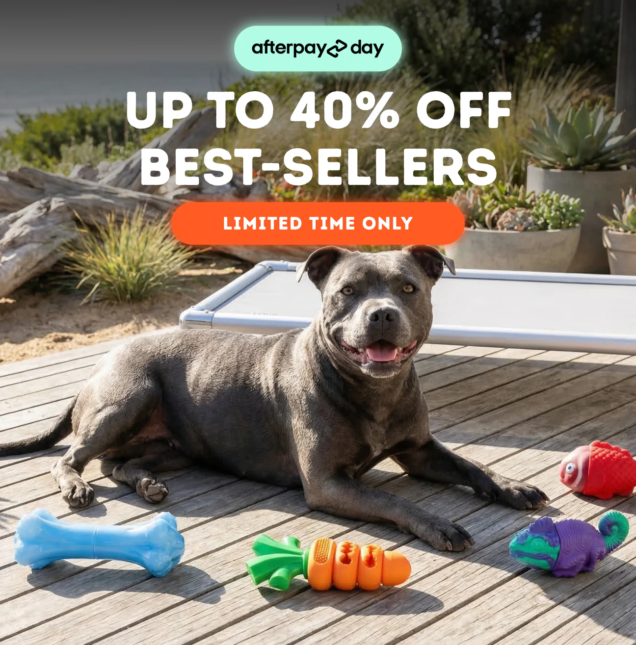 Australia’s Only Dedicated Staffy Store